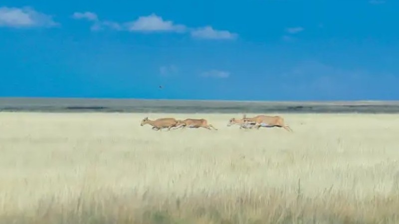 В Казахстане будут отстреливать сайгаков после жалоб фермеров