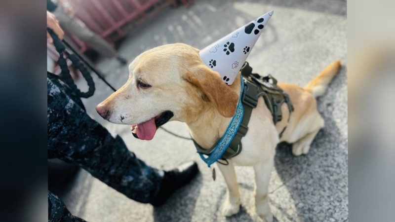 75 килограммов наркотиков обнаружила собака за этот год в Павлодаре