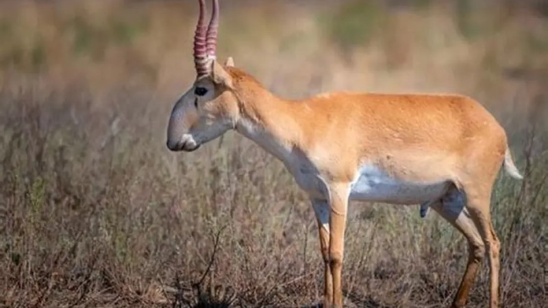 Колбасу из мяса сайгаков делают в Уральске