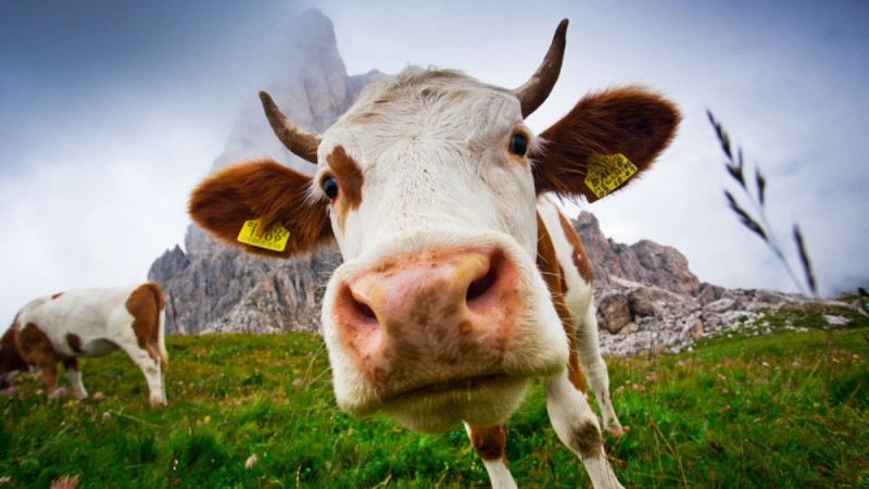 Национальная сельскохозяйственная перепись пройдет в Казахстане