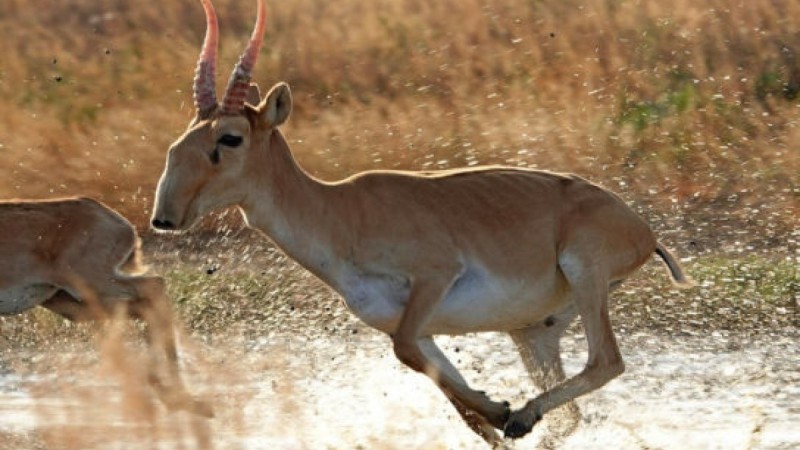 Отстрел сайгаков начался в Западно-Казахстанской области