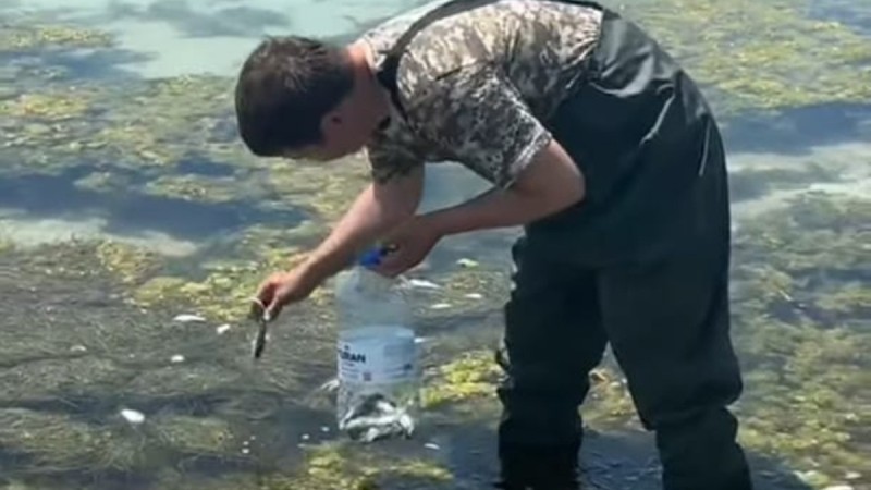 На берегу Каспия гибнет рыба