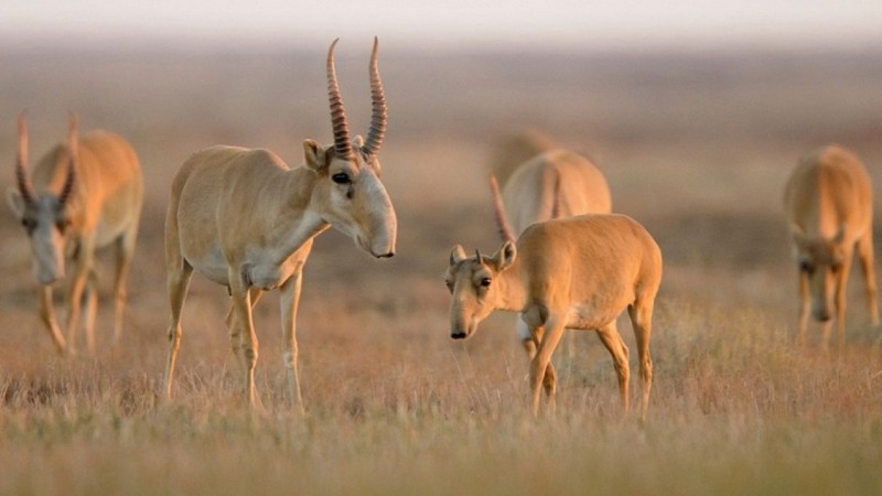 Цена на мясо сайгаков станет известна через дней 10