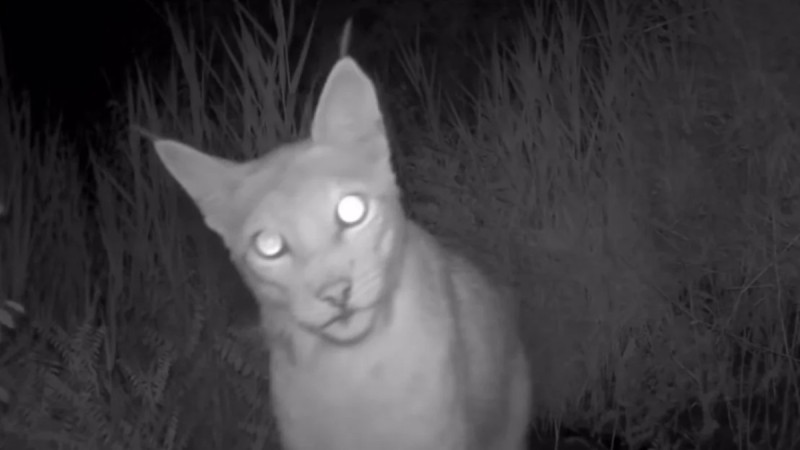 Снежного барса и туркестанскую рысь зафиксировали фотоловушки в Казахстане