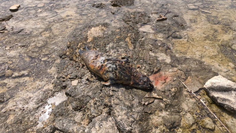 Мертвого тюленя снова нашли у берегов Каспия