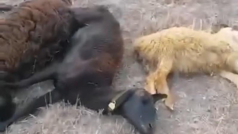 В Карагандинской области произошел массовый падеж скота