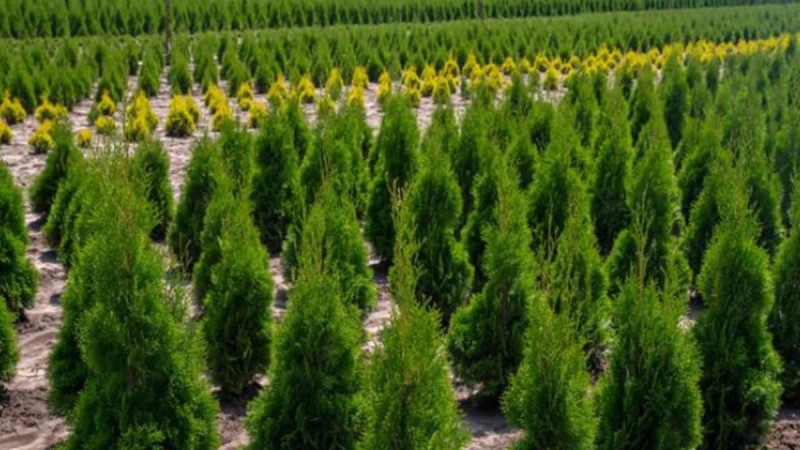 В Алматы планируется создание крупного лесного питомника