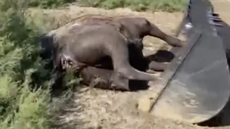 Верблюды гибнут от неизвестной болезни в Атырауской области