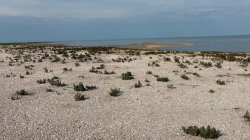 Птицы гибнут в природном резервате «Акжайык»