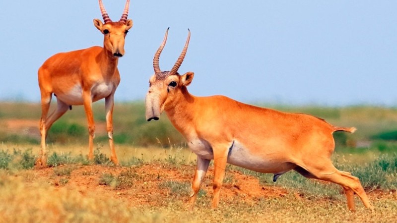 Переселение сайгаков в Узбекистан пока под вопросом
