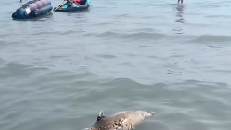 Мёртвый тюлень всплыл рядом с купающимися в Каспийском море
