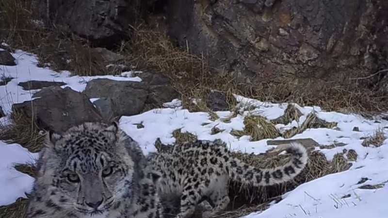 Снежных барсов и джейранов зафиксировали фотоловушки в Алтын-Эмеле
