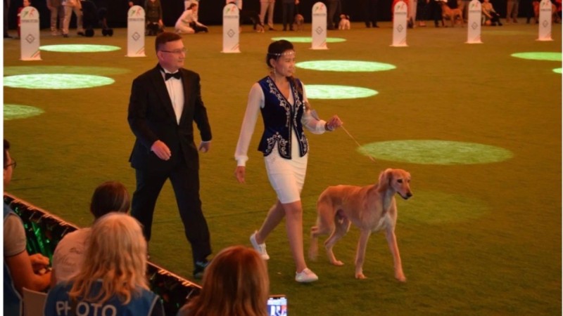 Казахский тазы триумфально представлен на World Dog Show 2026 в Болонье