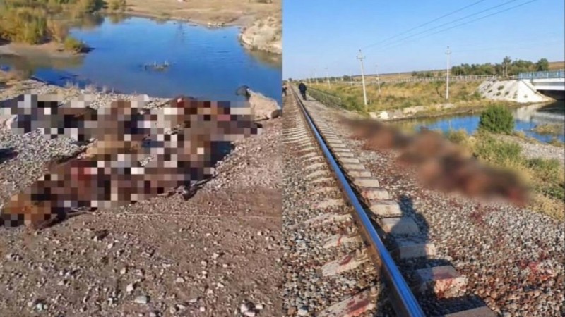 Грузовой поезд сбил стадо из 70 овец в Жамбылской области