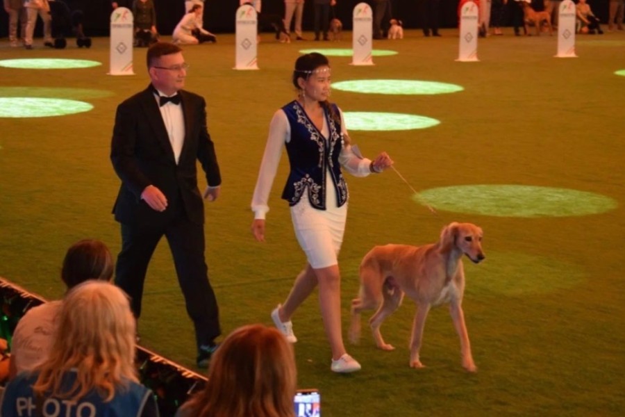 Казахский тазы триумфально представлен на World Dog Show 2026 в Болонье